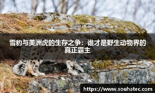 雪豹与美洲虎的生存之争：谁才是野生动物界的真正霸主